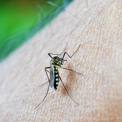 Stiglo ljeto, a s njim i komarci – kako ih izbjeći?